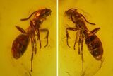 Fossil Ant (Formicidae) In Baltic Amber #145474-1